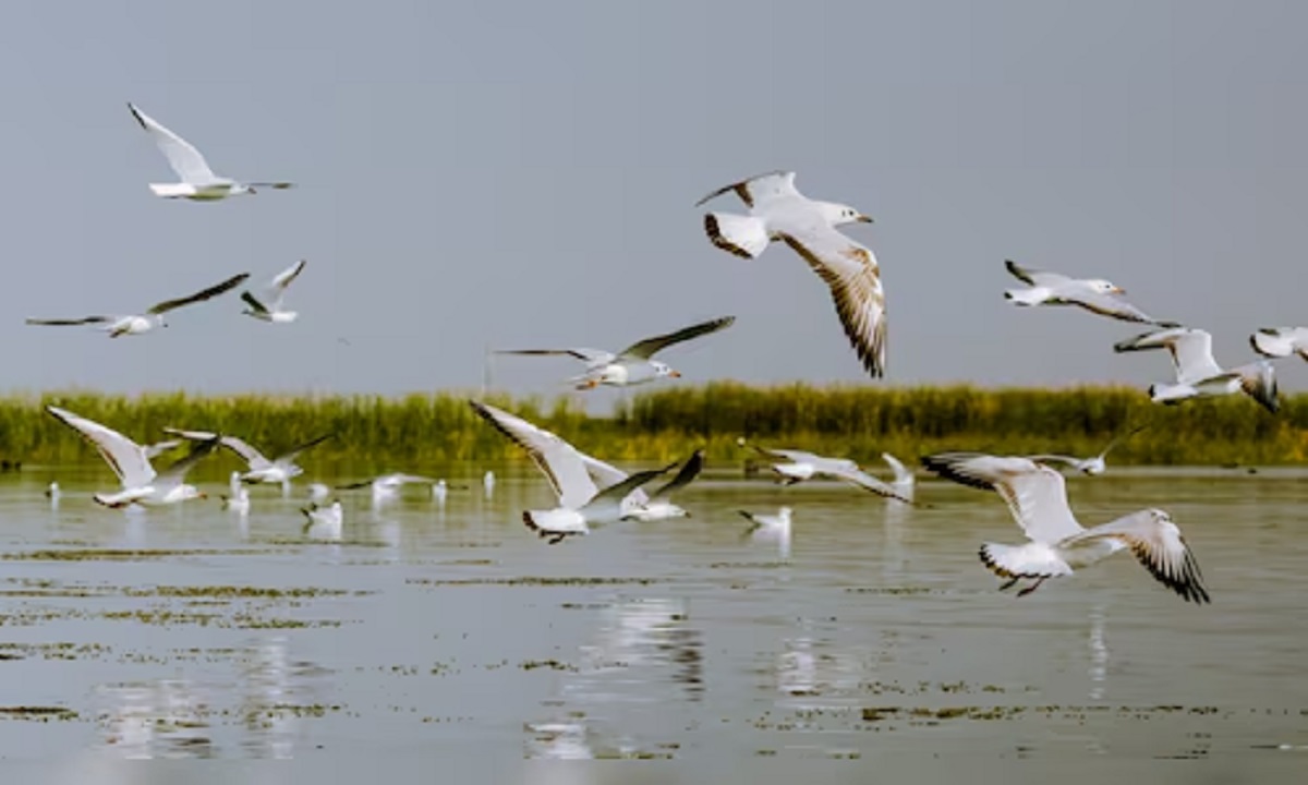 Bird Festival