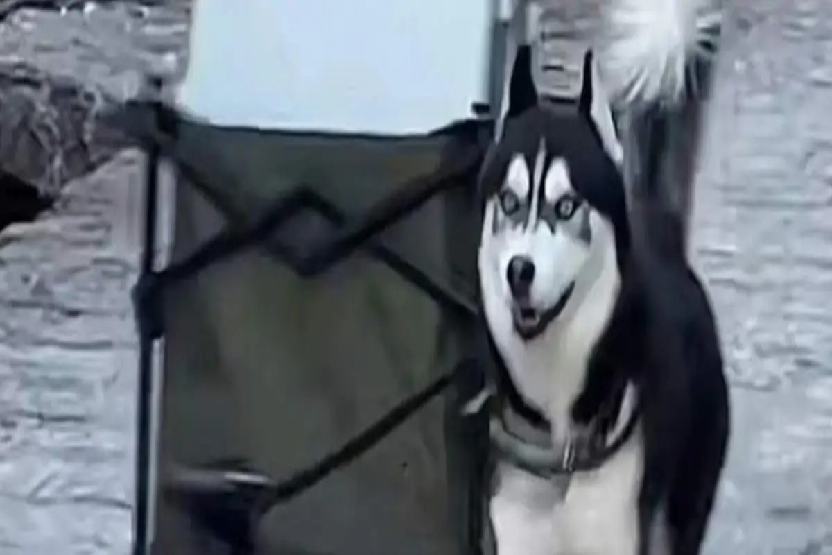 Dog Earned Rs 23 Lakhs in Three Days