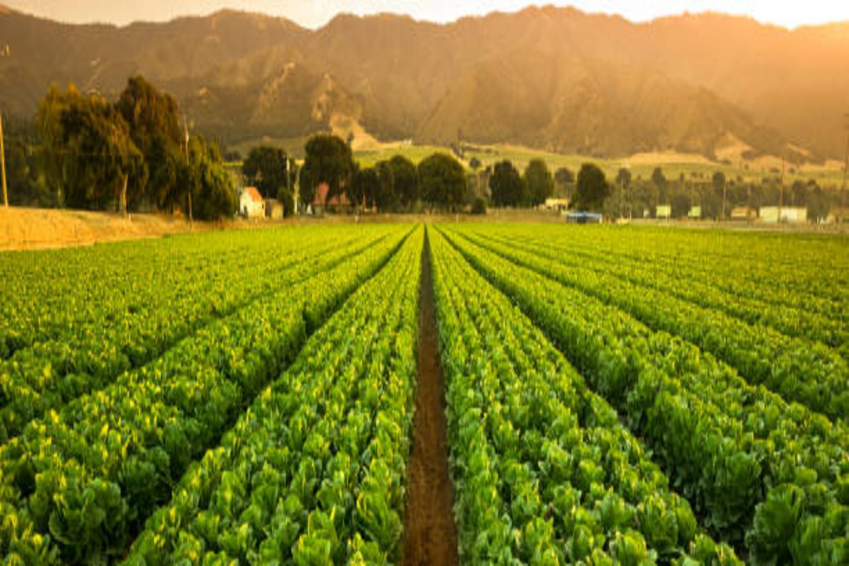 Fertile soil