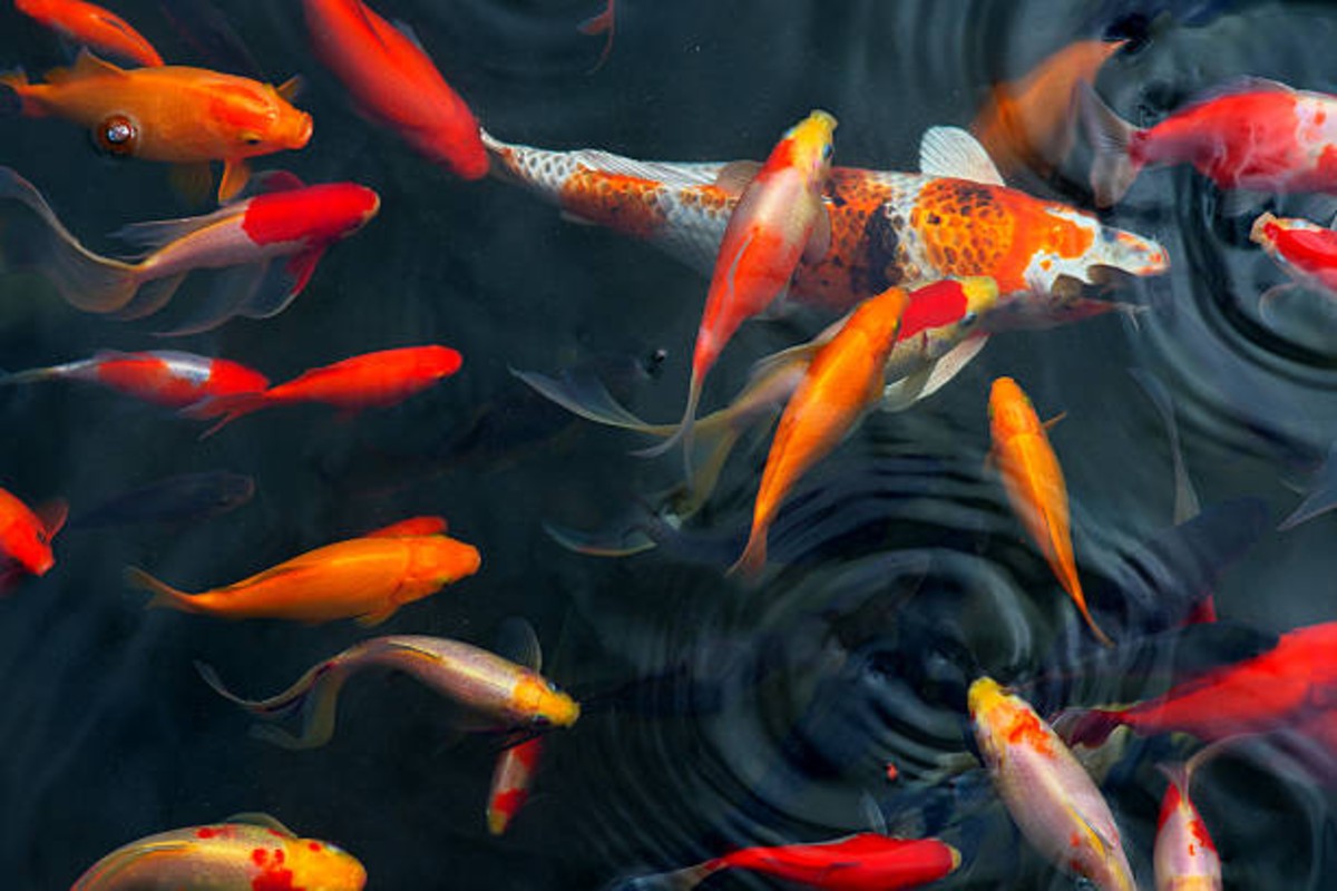 Fish Pond