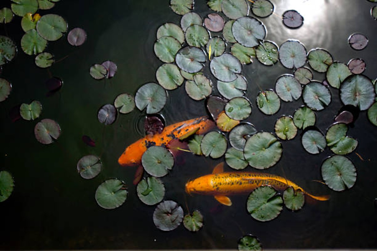 Fish Pond