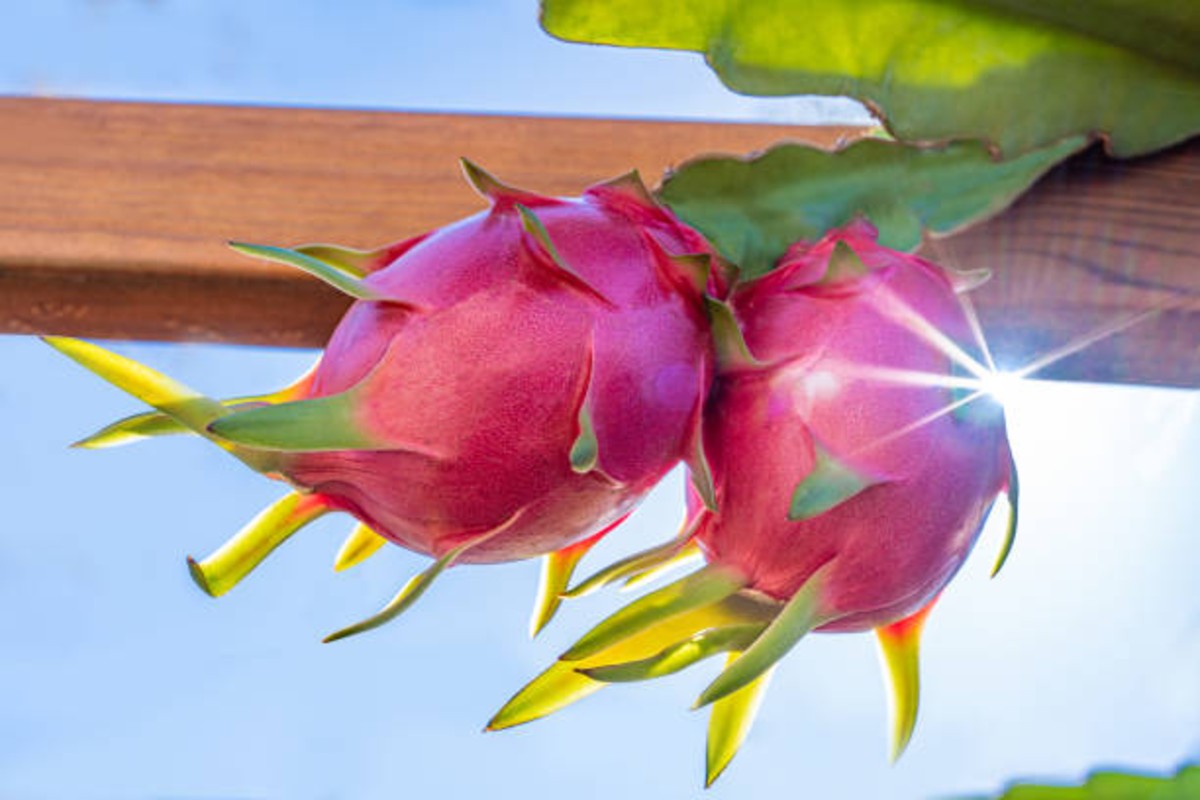 How to grow Dragon Fruit