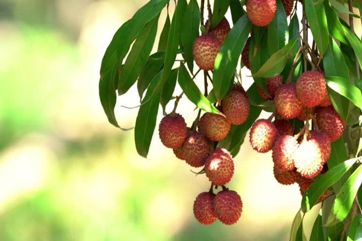 Litchi Fruit