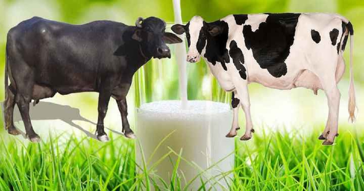milk