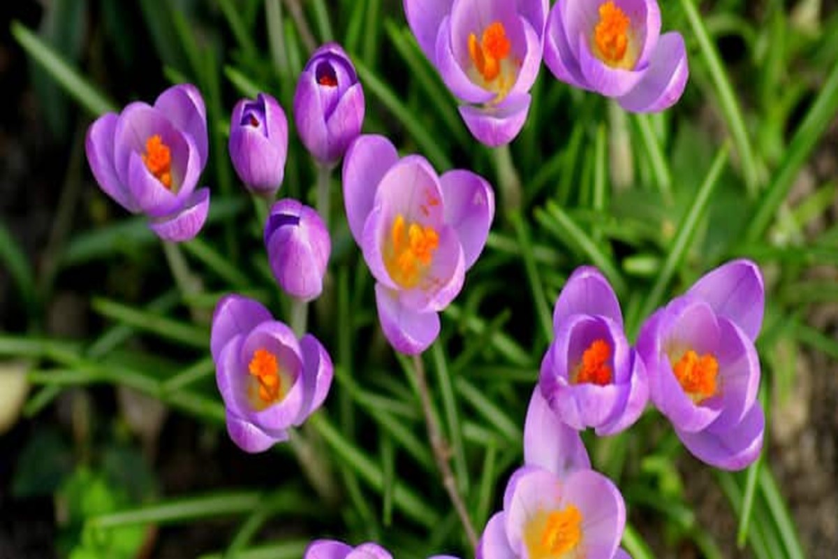 Saffron cultivation