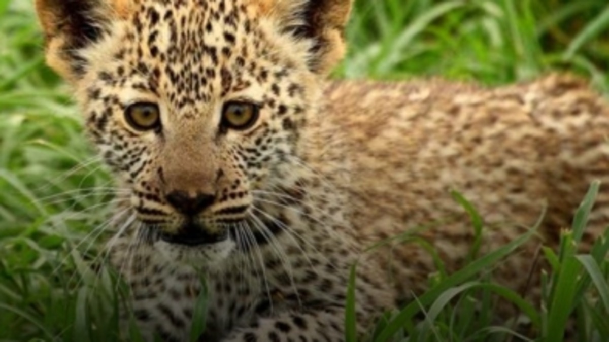 Forest Dept. rescues two lost leopard cubs