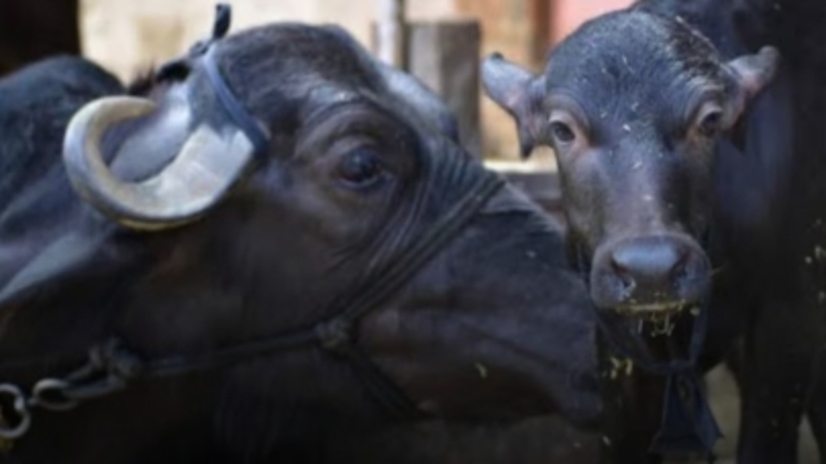 Calf Unique Plea to SP