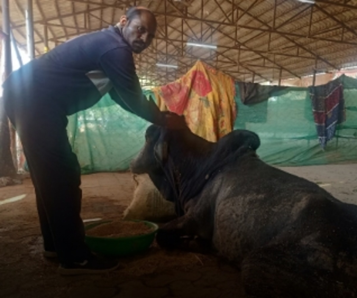 Leaving Jobs to Serve Cows