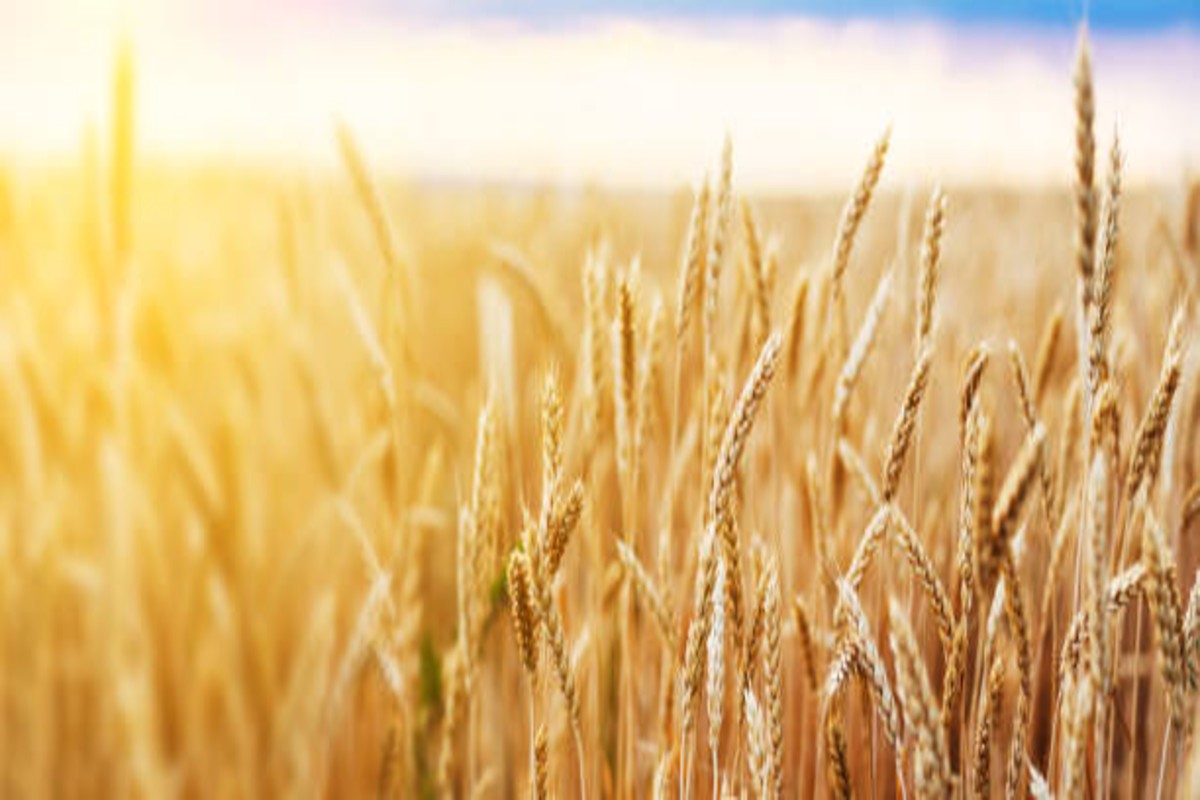 Wheat harvest