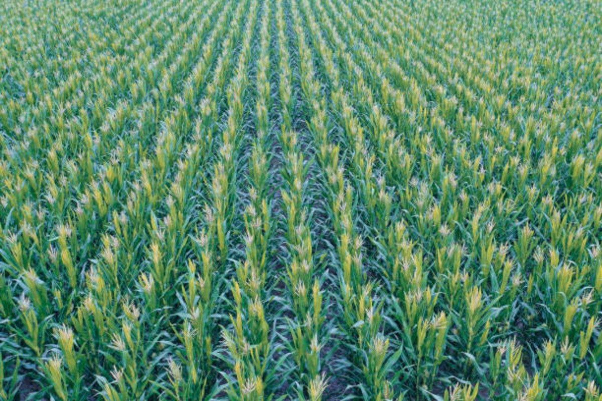 Zaid Maize Cultivation