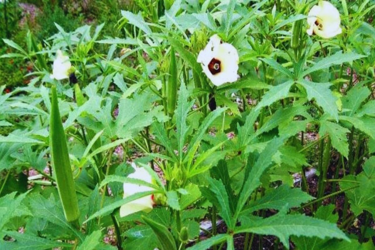 Zaid Season Okra Cultivation