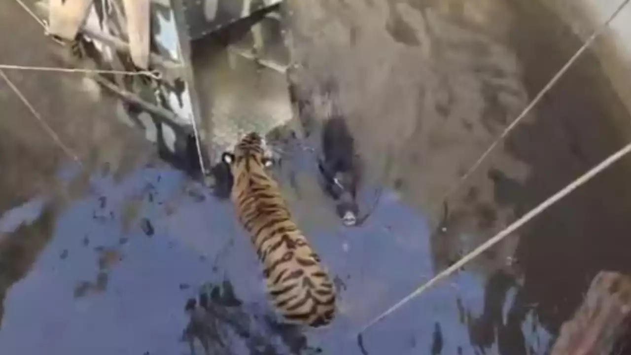 Viral