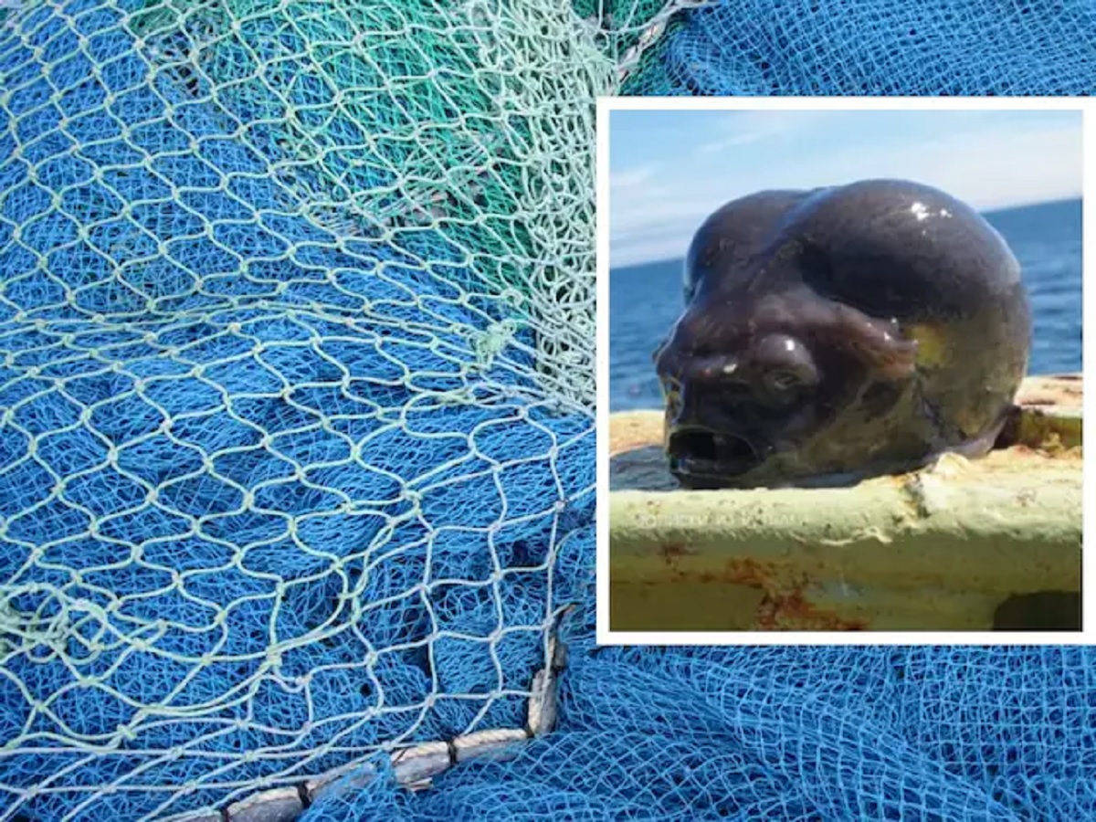 Fisherman Catches