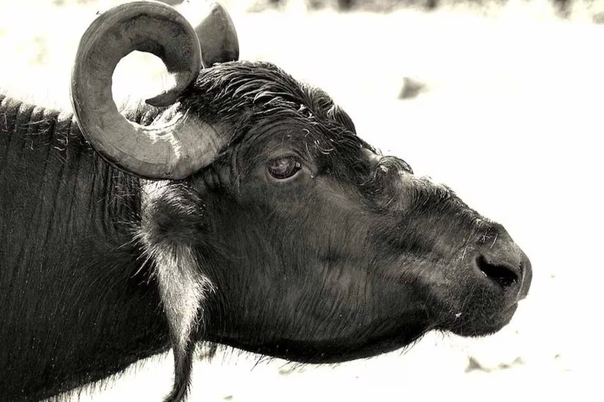 Buffalo Breed