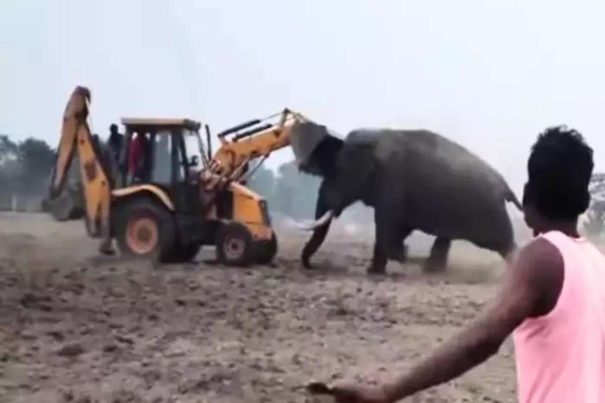 Jcb Vs Elephant Viral Video