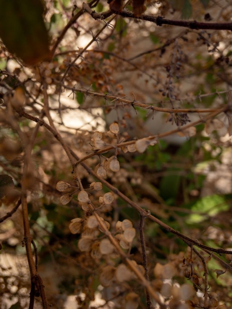 basil wood sukhi tulsi remedies 4