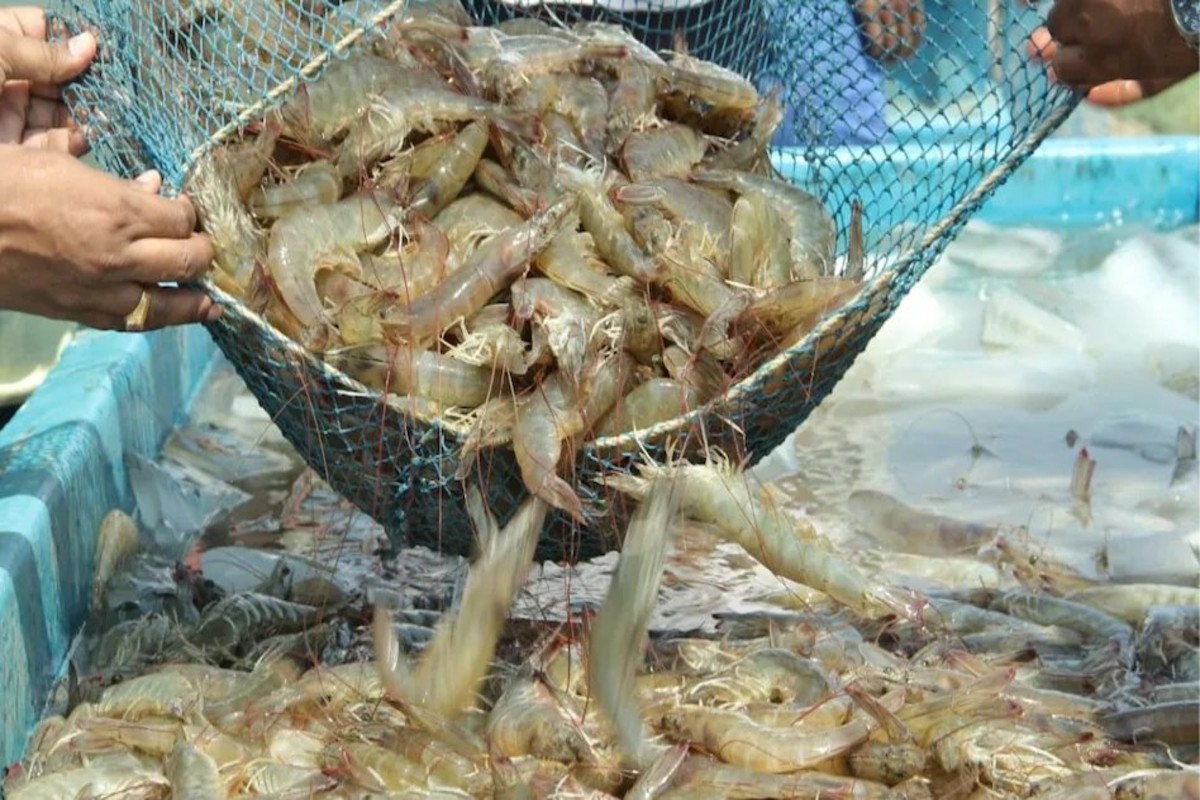 Seafood