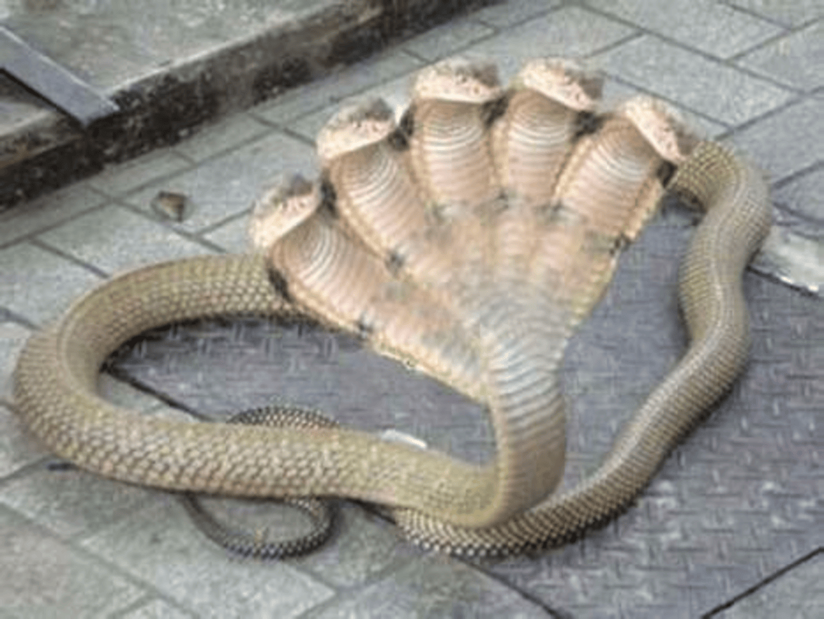 5 head snake real or fake