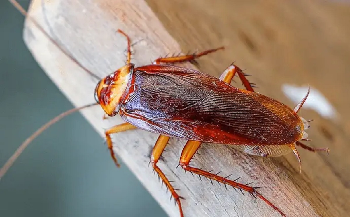 Scientists Use Cockroaches
