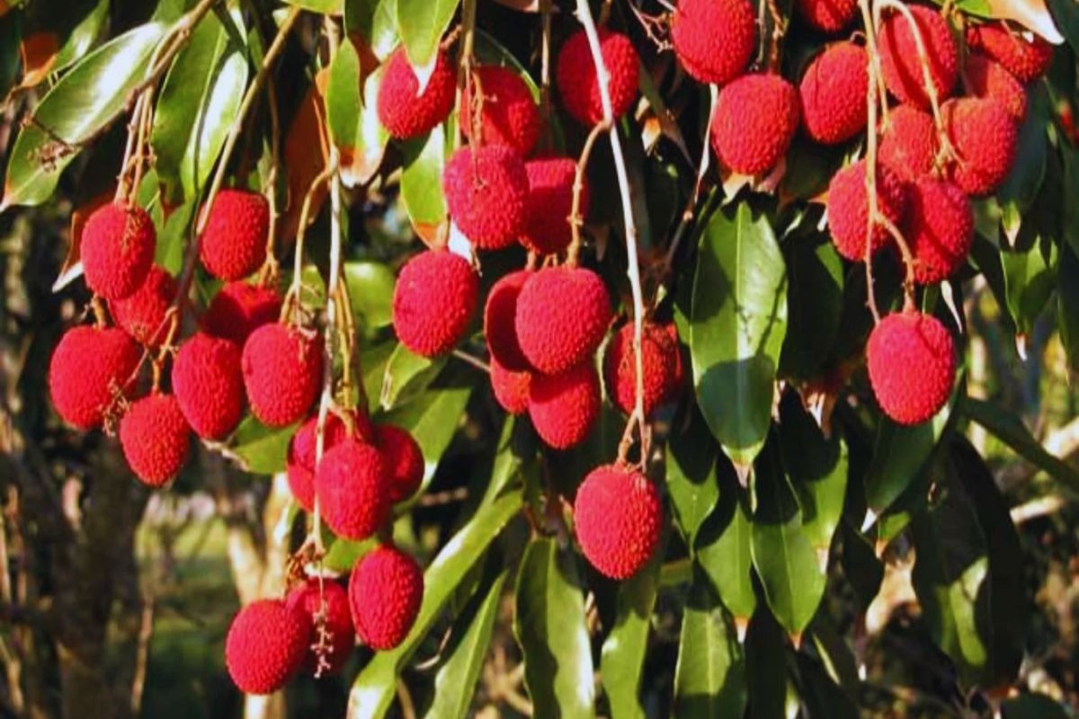 litchi benefits
