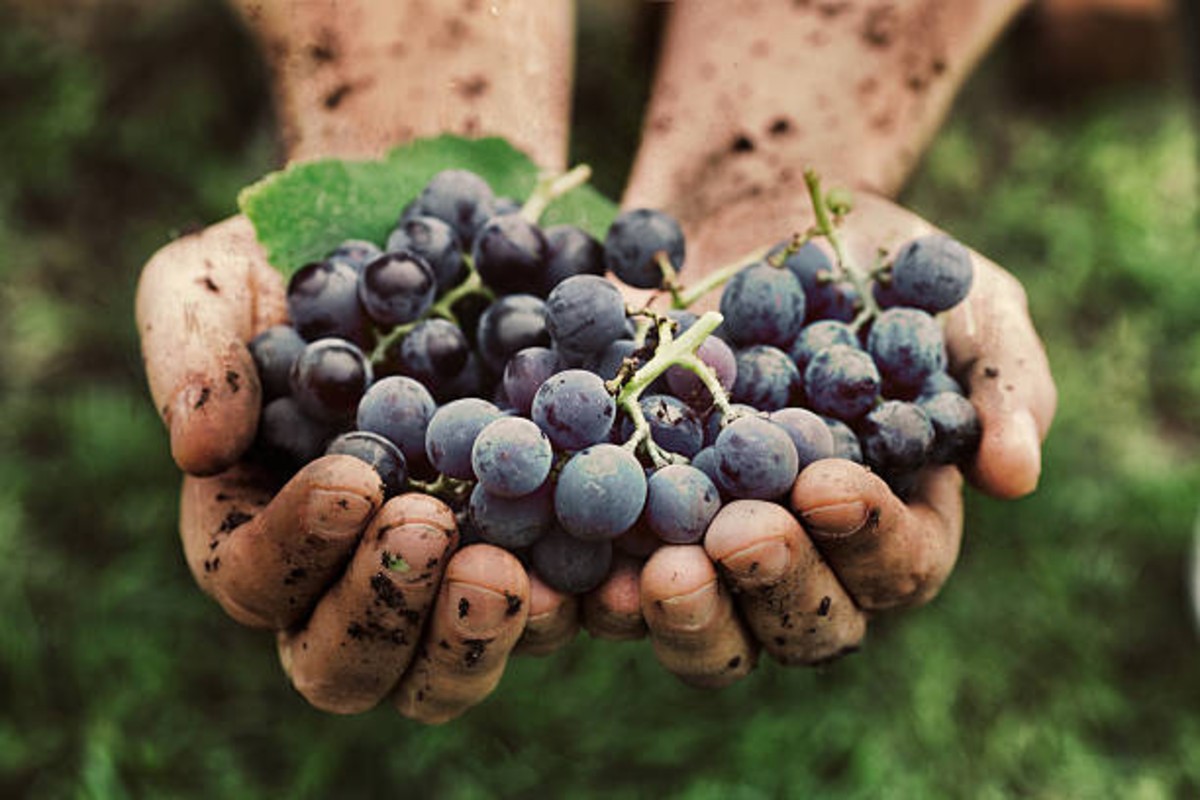 Organic Farming Success Story