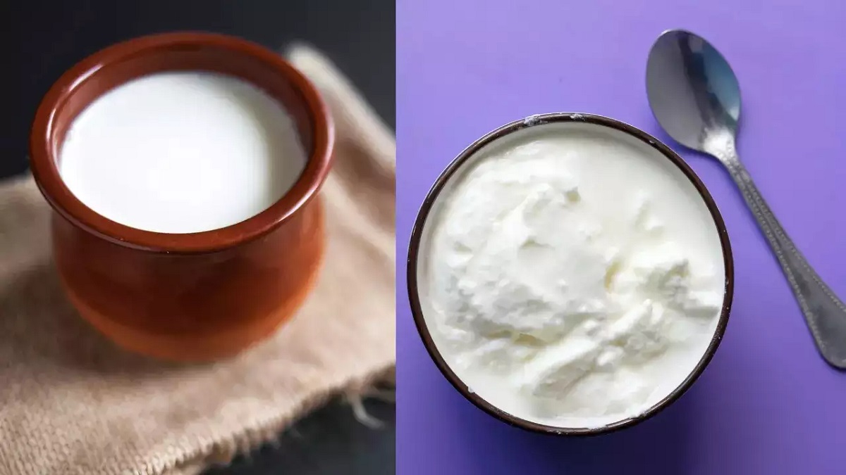 Curd Vs Yogurt