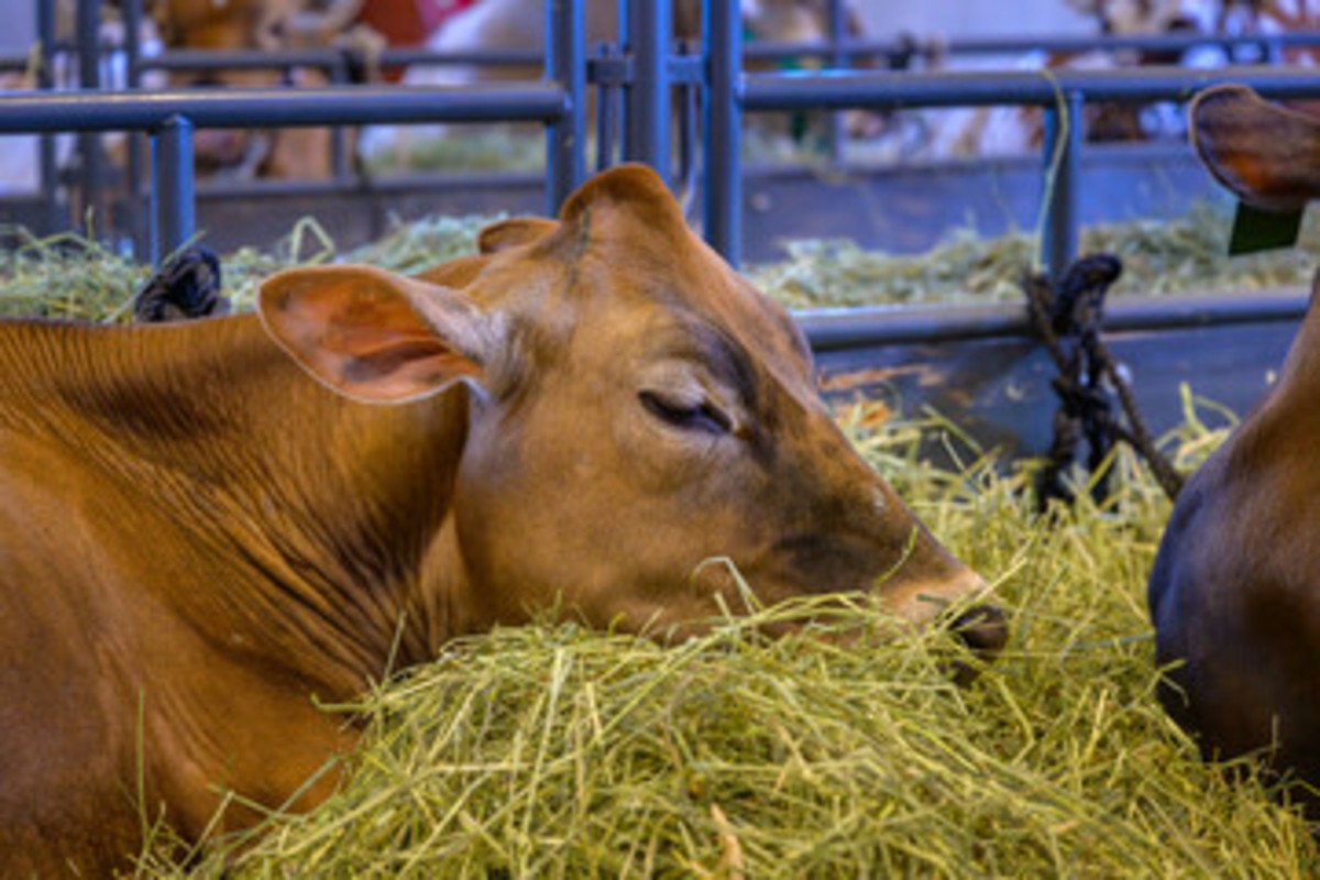 Animal Care