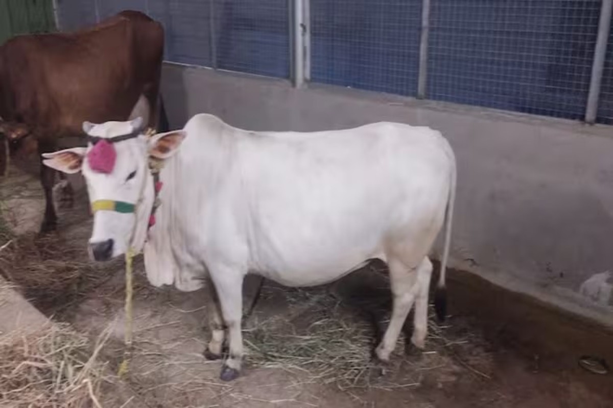 Punganur cow