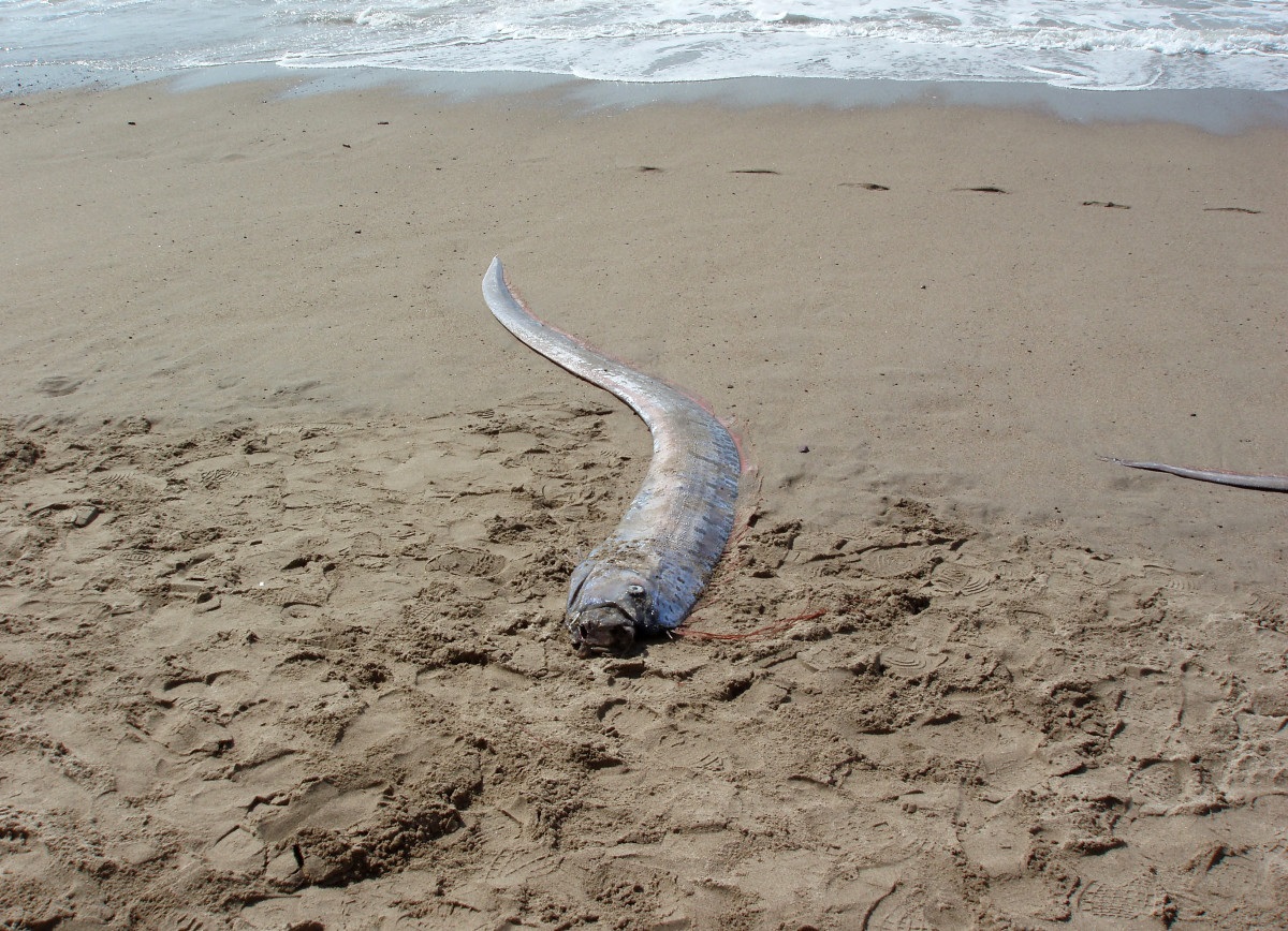 Doomsday Fish