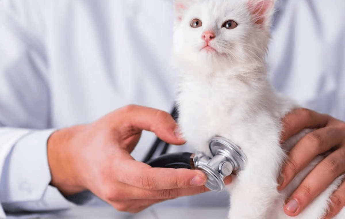 Doctor cat scan Italy