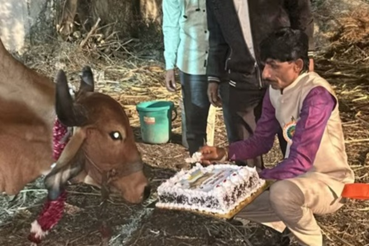 Unique Cow Birthday