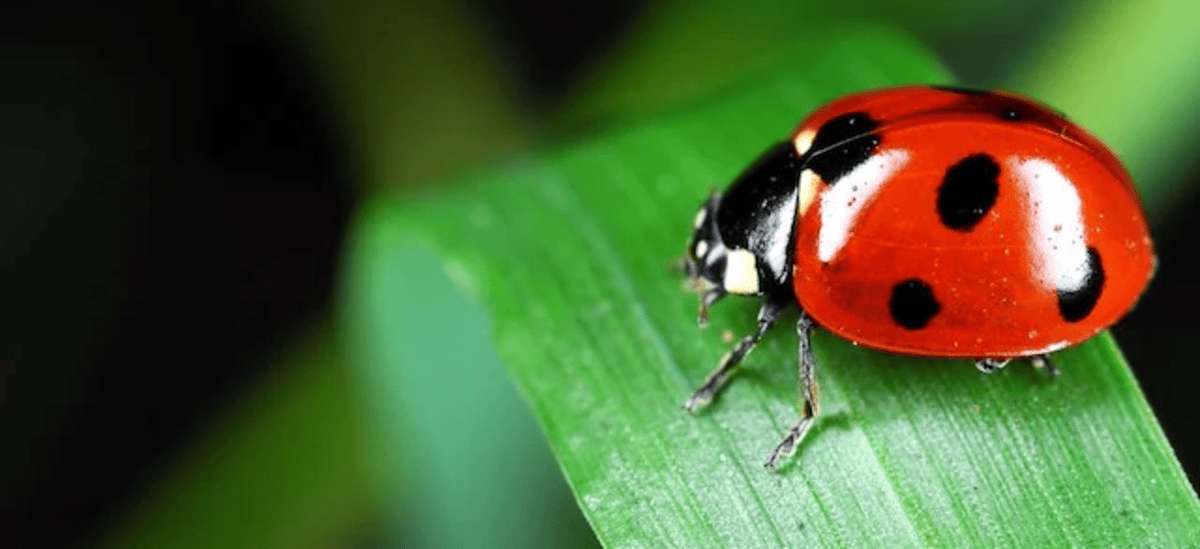 Ladybugs are lucky