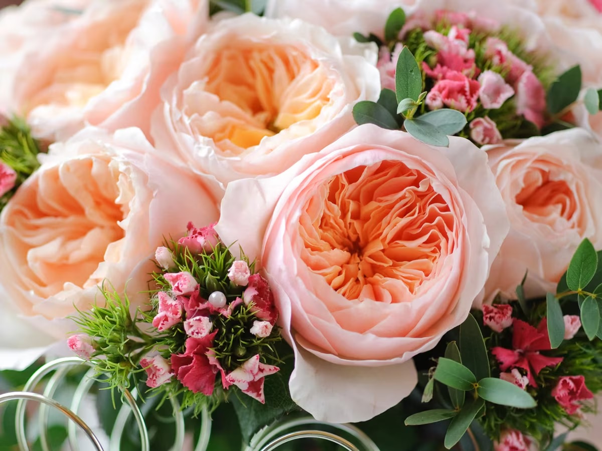 Most Expensive Rose in World