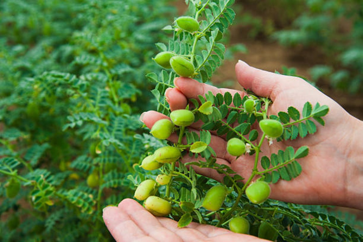 organic farming