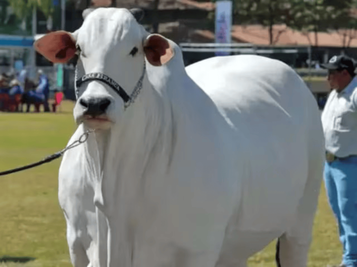 World's most expensive cow