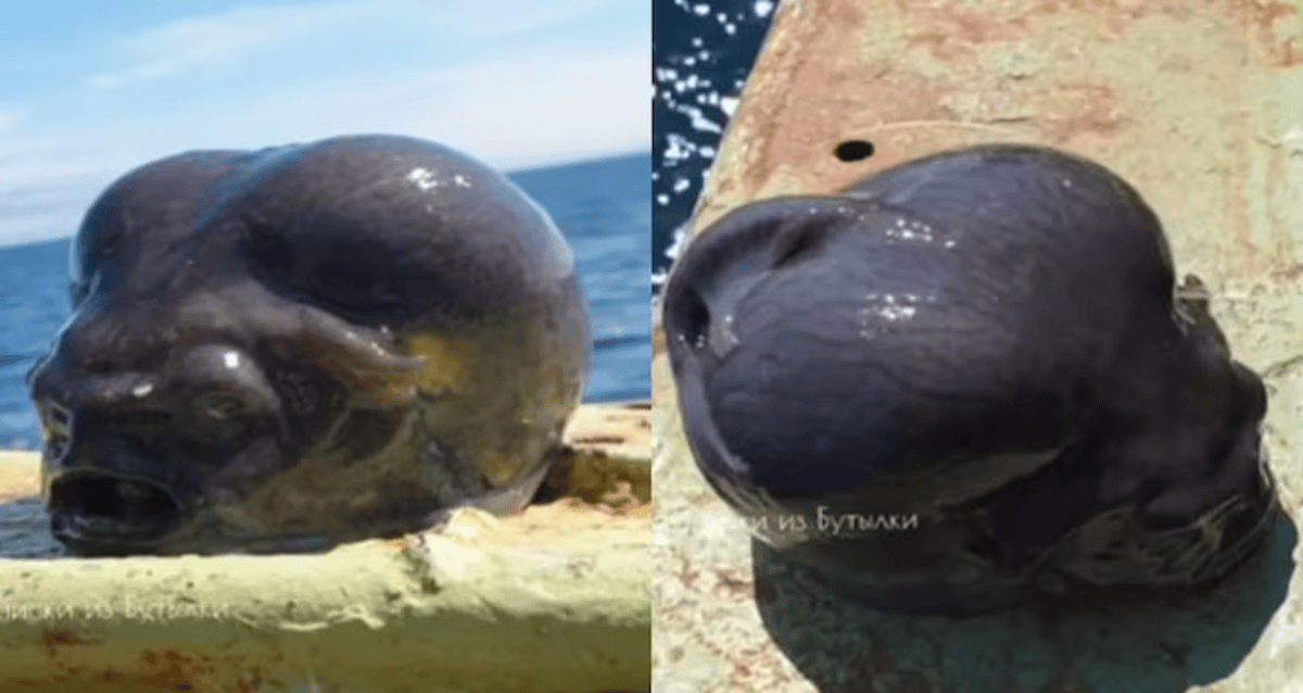 Fishermen Catch Strange Sea Creature