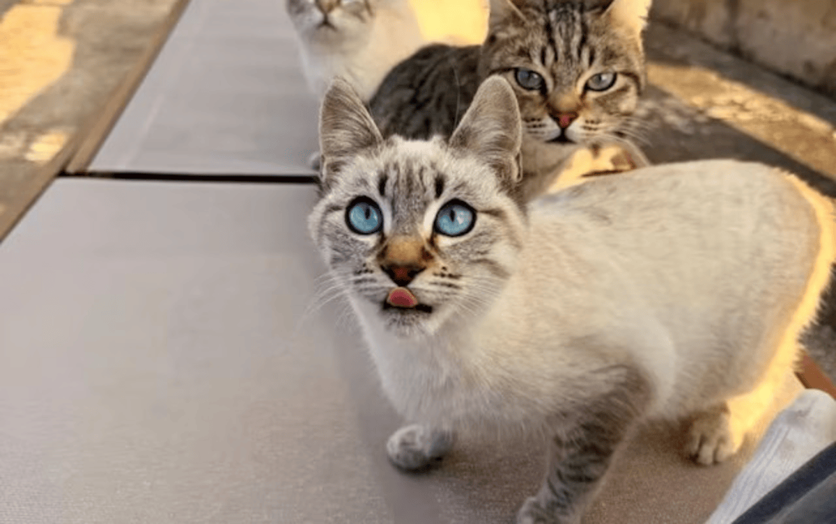 Man Fed Stray Cats For A Day