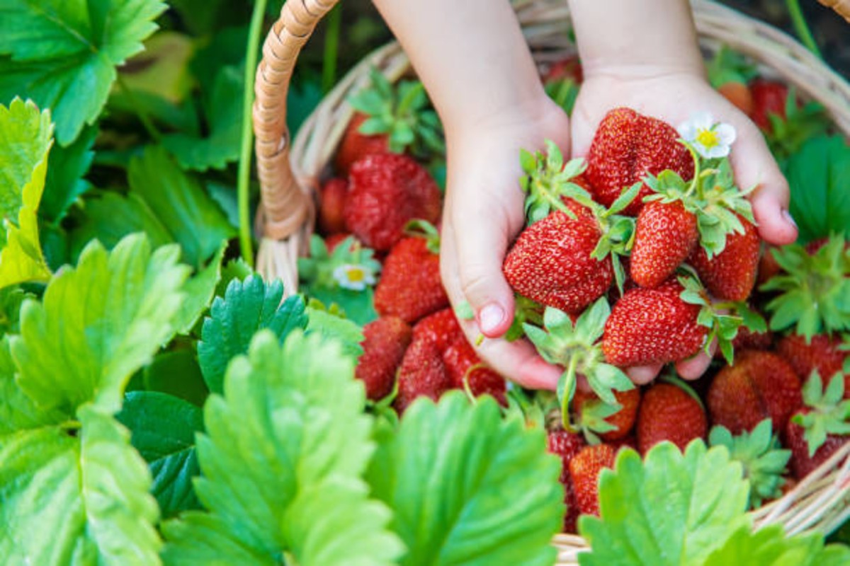 Strawberry Farming