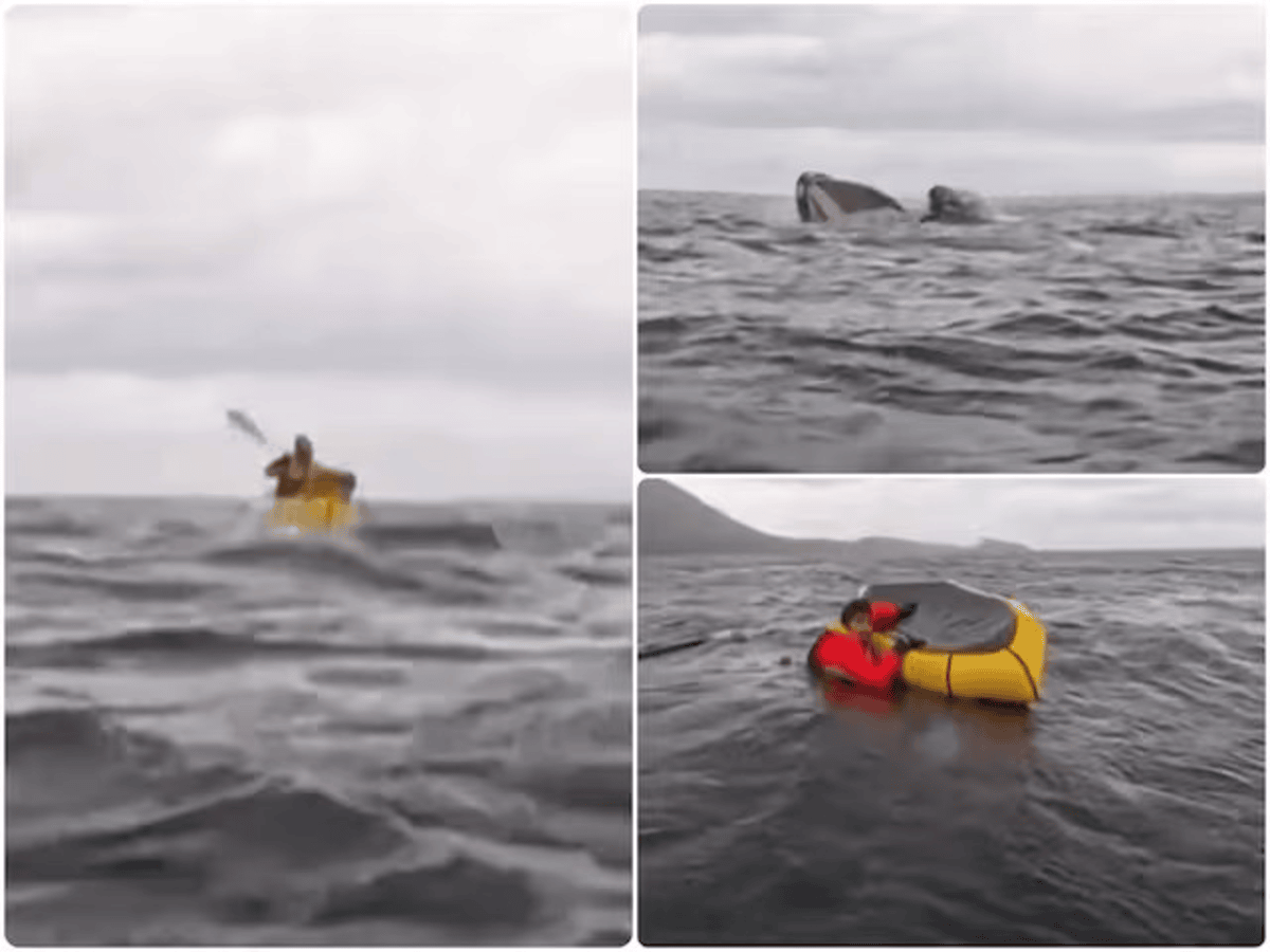 Whale Swallowed a Kayaking Boy