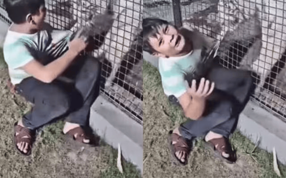 Tiger Attack Kid Video
