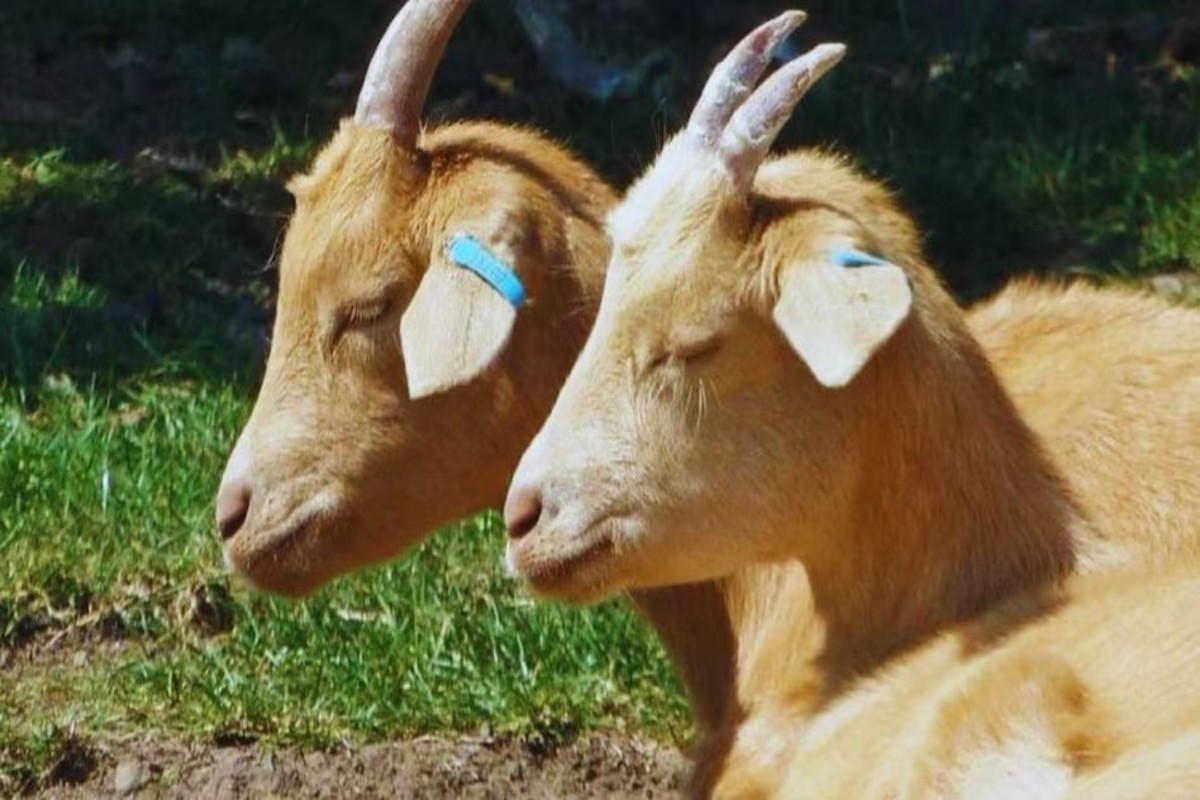 Goat-Sheep