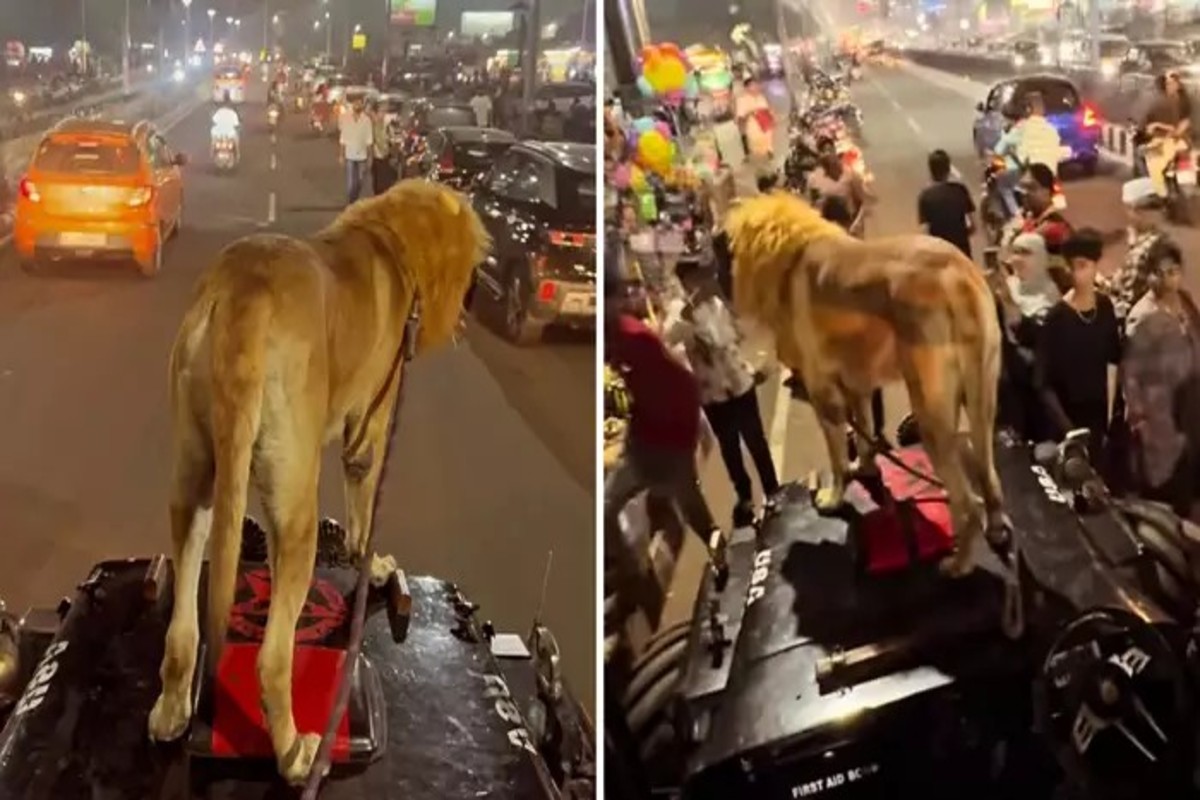 Dog Look Like Lion Video