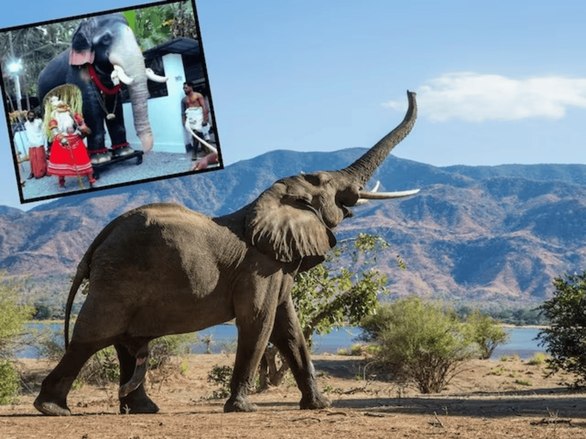 Robotic elephant