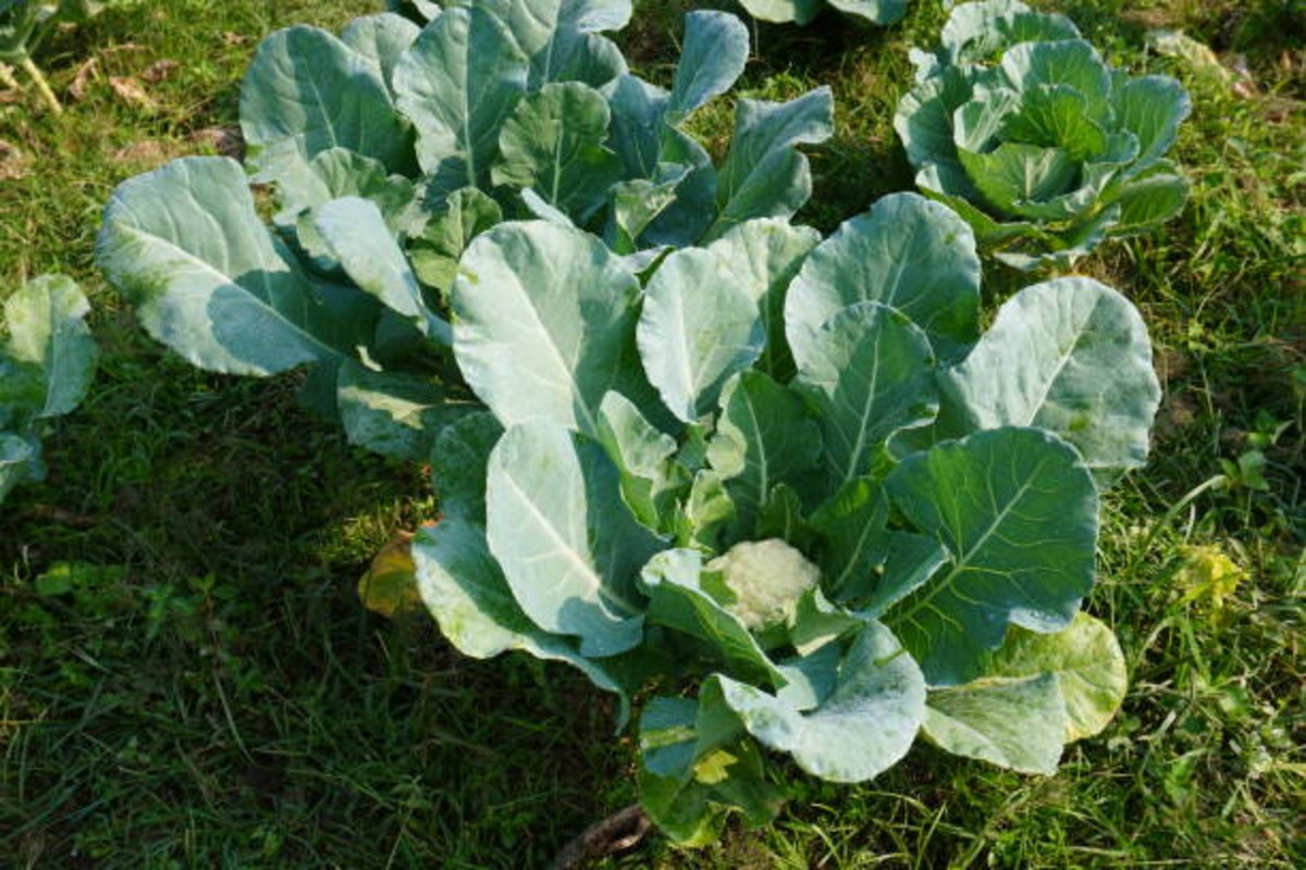 Agriculture News