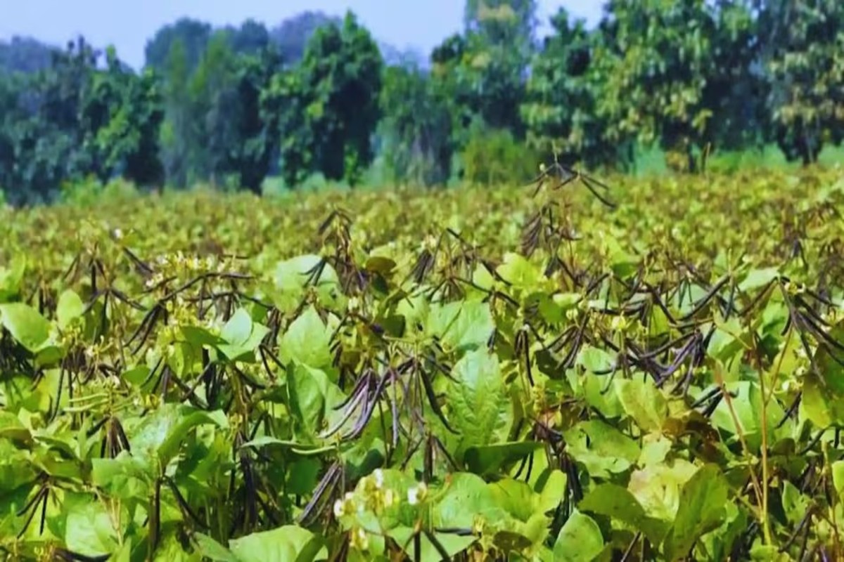 Moong Cultivation