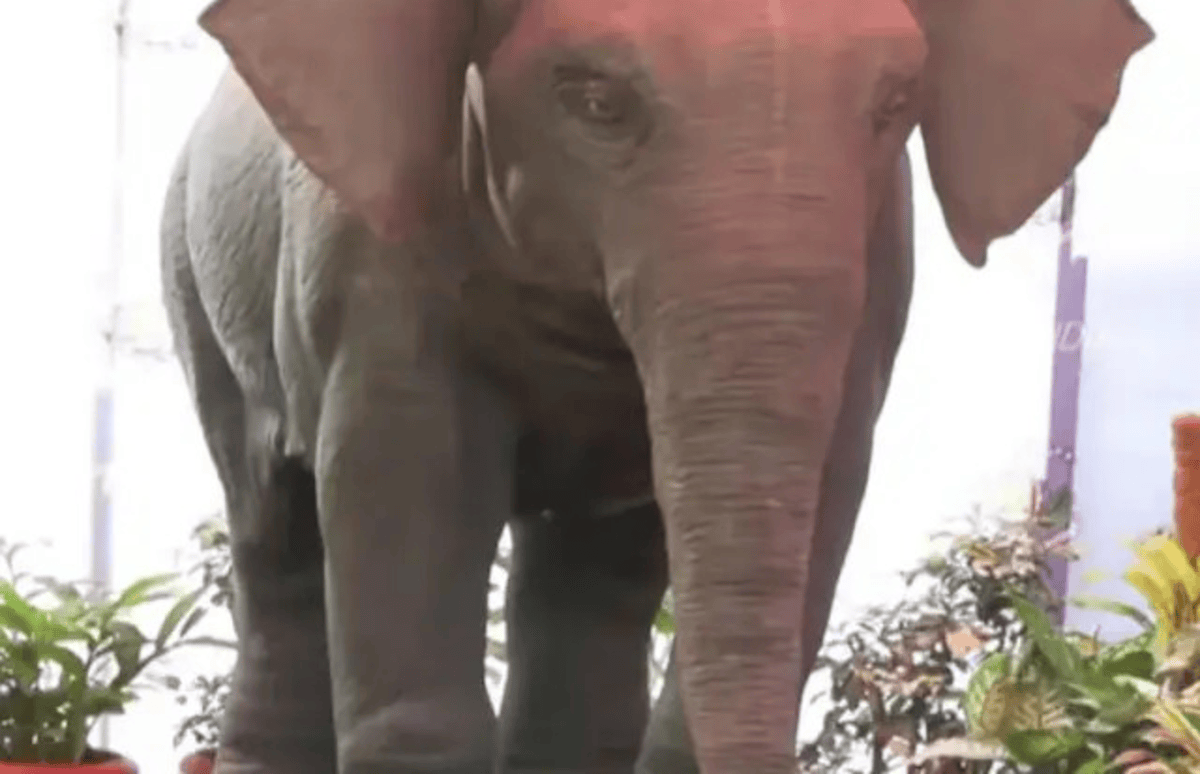 Robotic Elephant in School