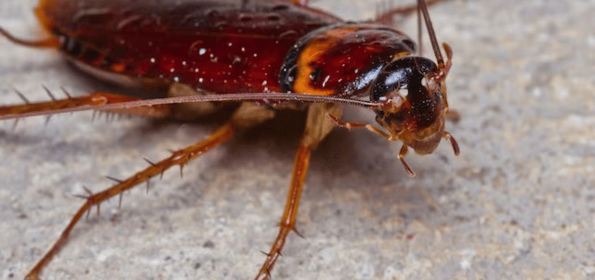Scientists Use Cyborg Cockroaches