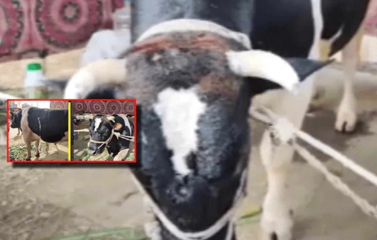 Viral Bull