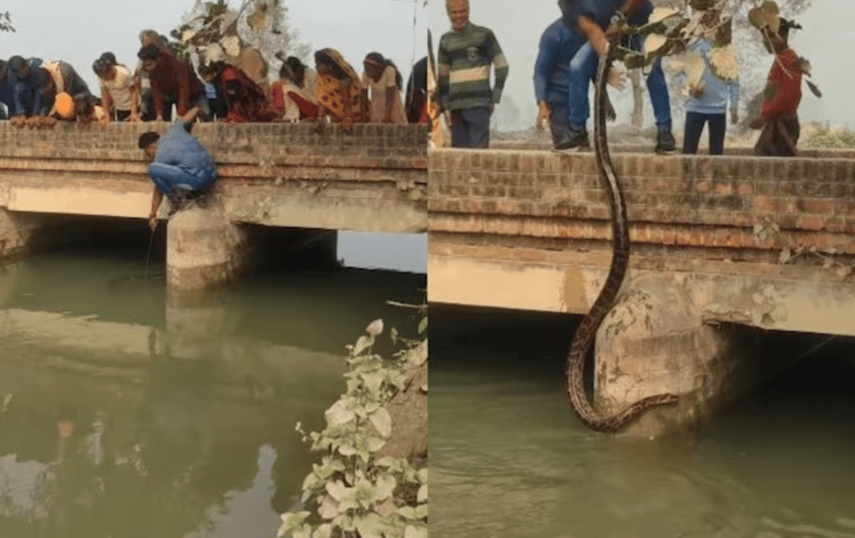 Man Caught Python From Canal