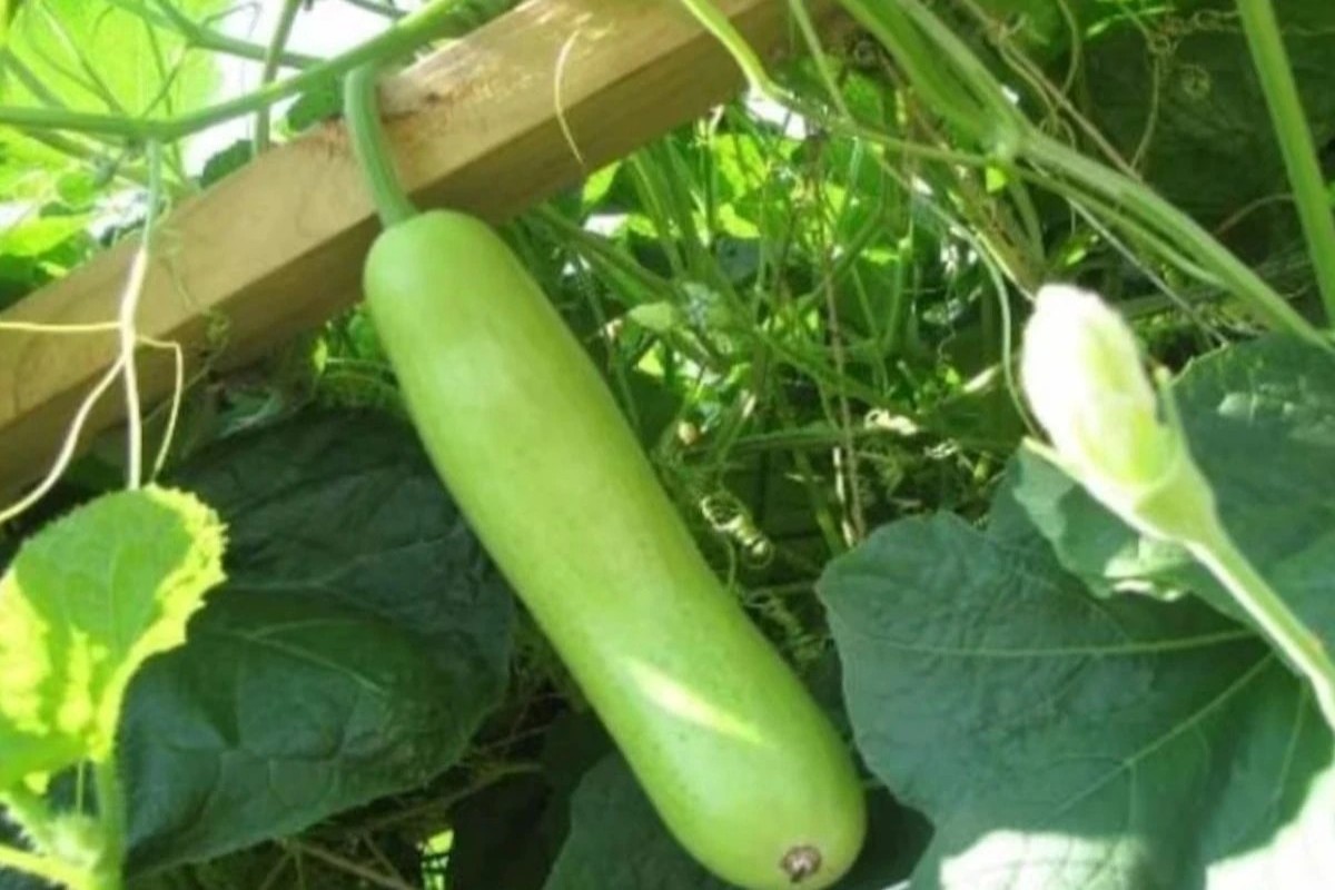 Bottle Gourd Benefits
